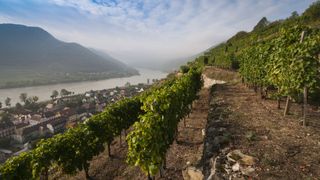 vineyard in Lower Austria