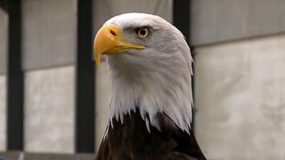 Dutch police are training eagles to take down UAVs