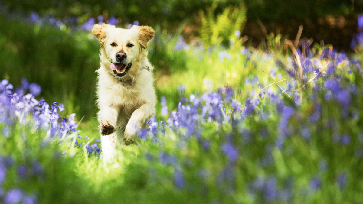 Happy Dog