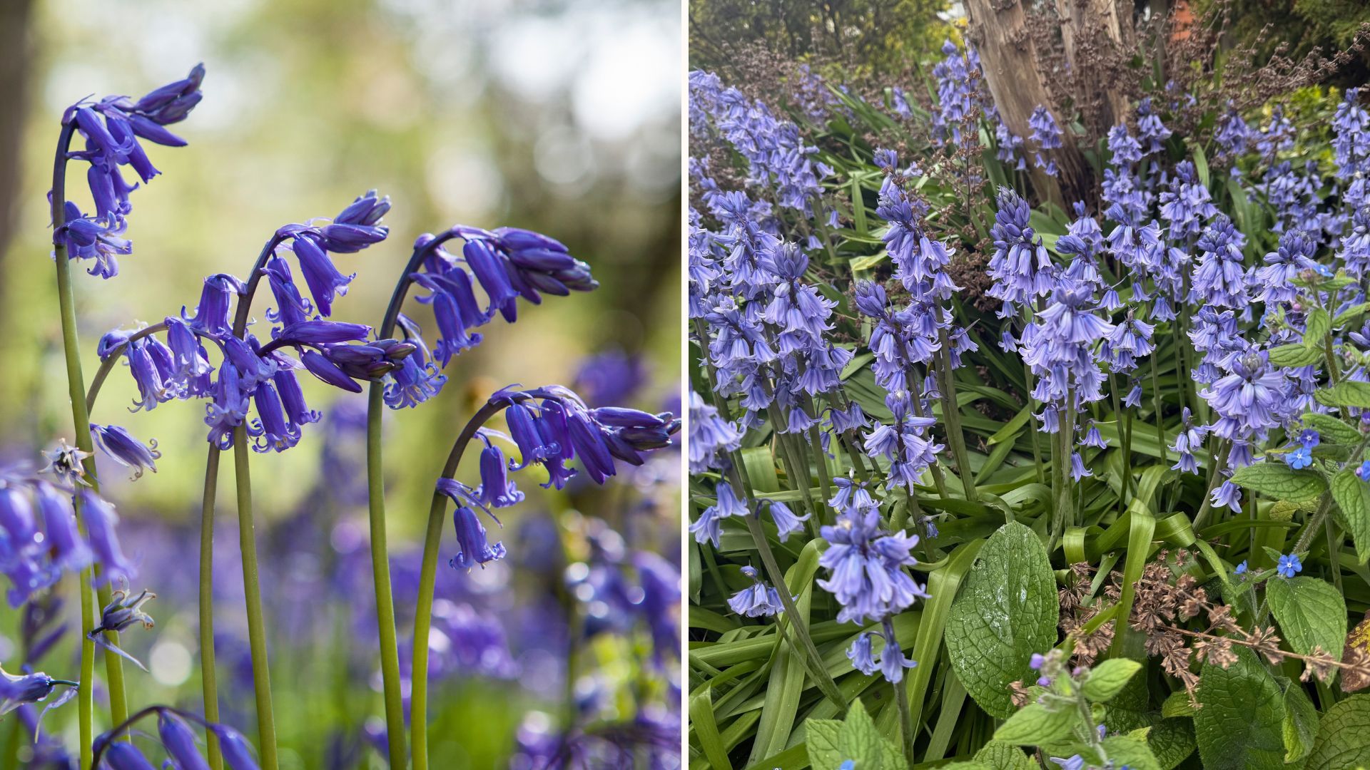 Split image showing English bluebells vs Spanish bluebells