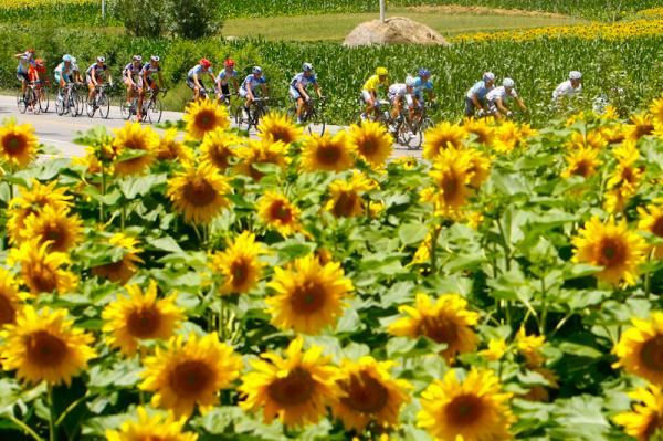 Sunflowers tree along the road to Jingtai