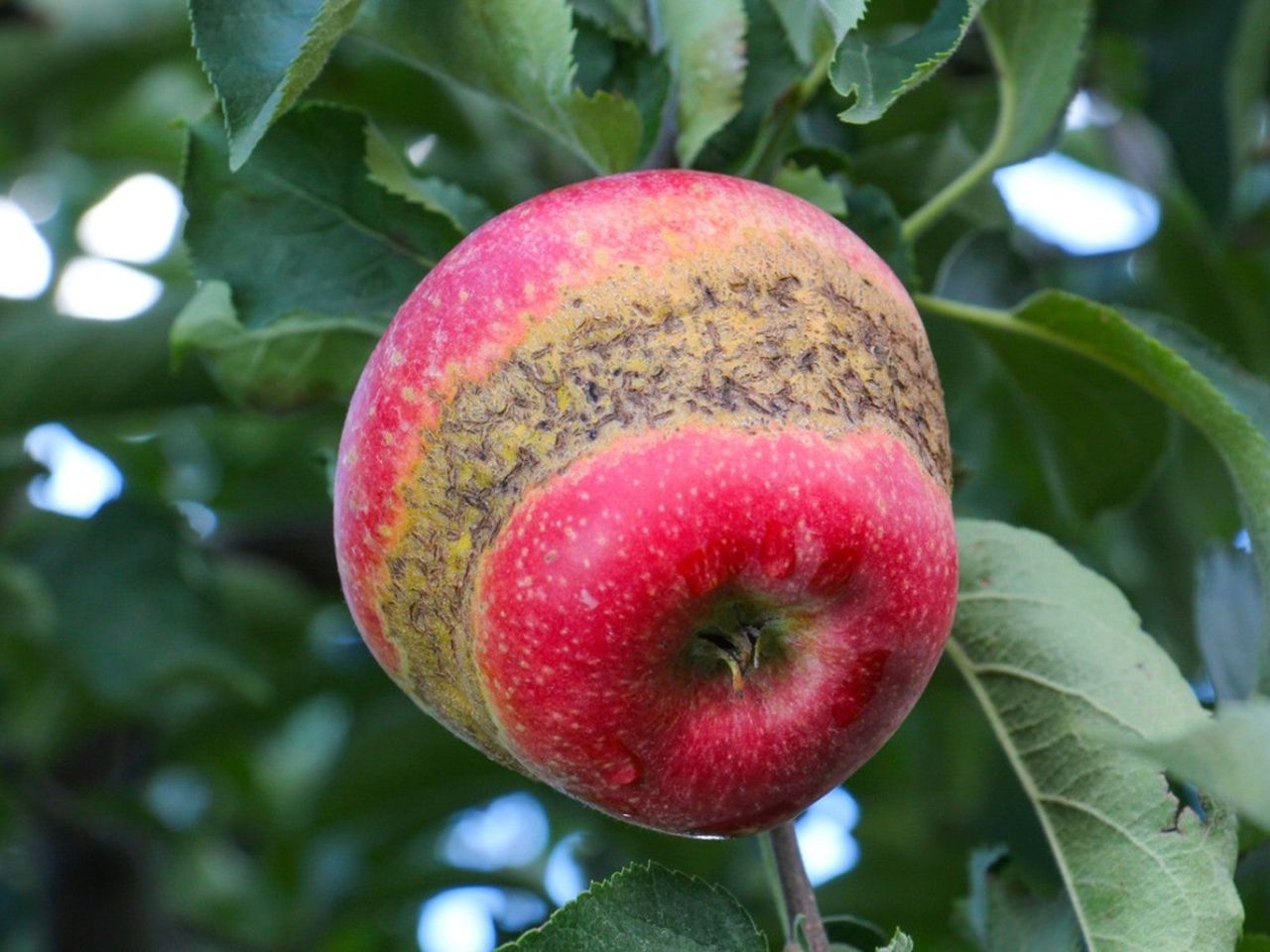 A red apple on a tree has a brown, spotted ring all the way around it