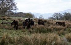 Llangynidr-Common-2.jpg