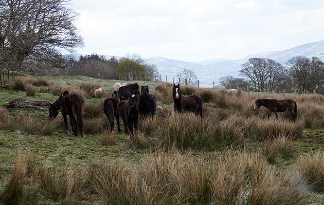 Llangynidr-Common-2.jpg