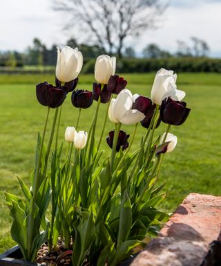 tulips in a garden