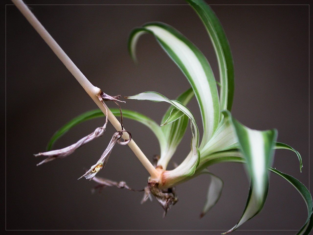 Plantlets On Houseplant