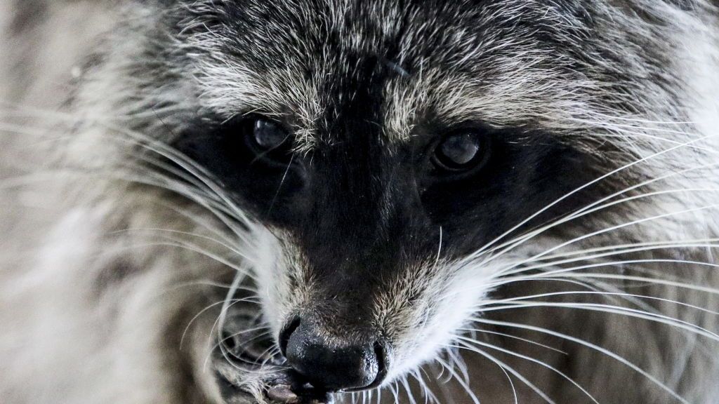 Whiskers, Snout, Close-up, Nose, Wildlife, Eye, Fur, Procyonidae, Procyon, Cat, 