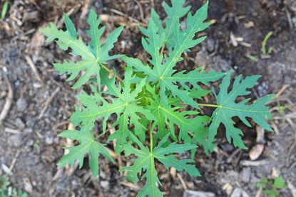 papaya seedling