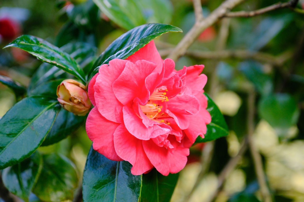 A photo of a pink flower surrounded by green leaves, shot on the Fujifilm X-H2S in the Velvia color profile.