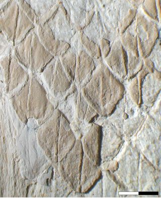 The fossilized mosasaur scales, showing ridges. Scale bar is less than 0.08 inches (2 millimeters)