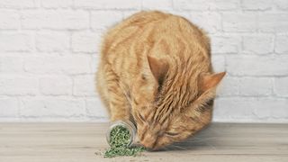 Cute Ginger Cat Sniffing Dried Catnip