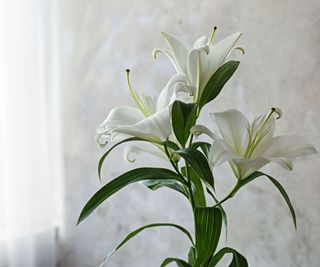 easter lily plant indoors