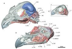 Buzzard head anatomy in 3D with new imaging tools.