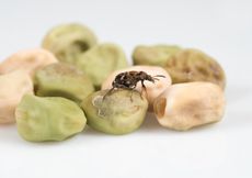 Pea Weevil Insect On Pea Pod