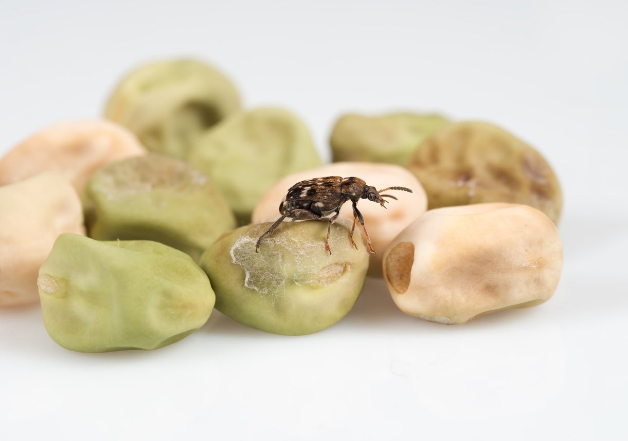 Top 8 Steps To Keep Weevils & Bugs Out Of Food