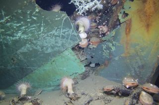 Ewing Bank Shipwreck