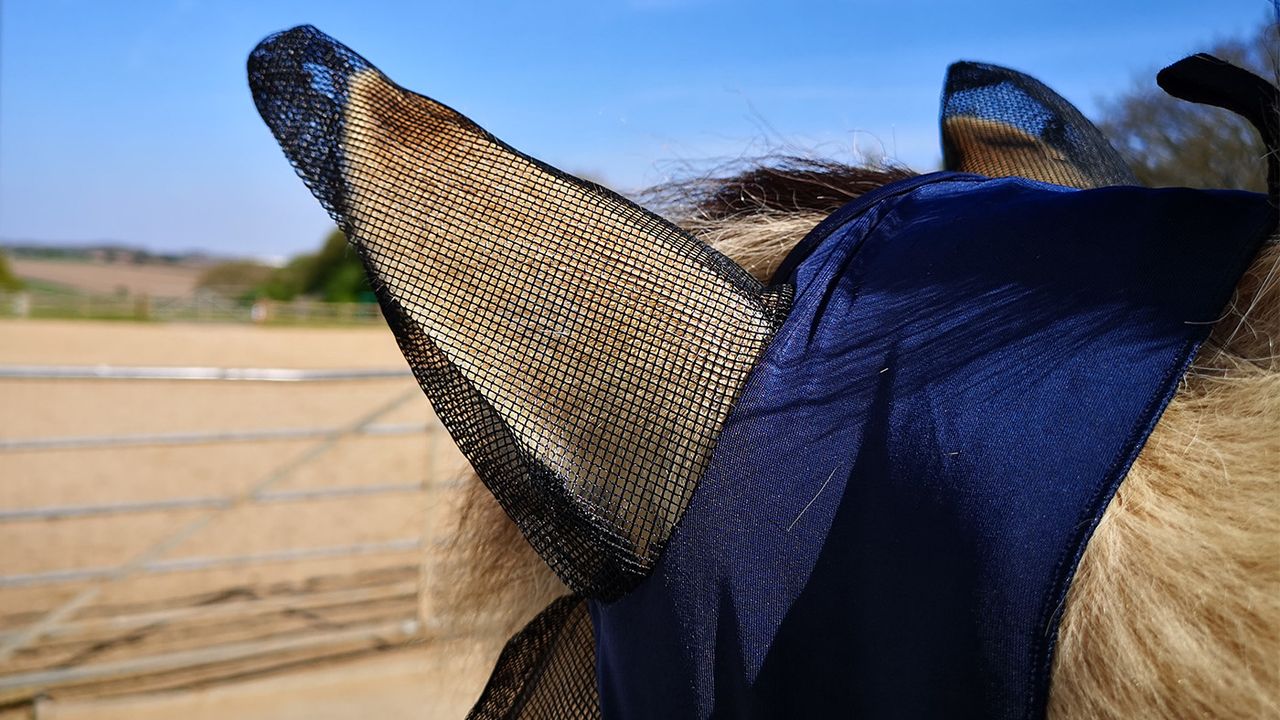 WeatherBeeta Lcyra fly mask ear