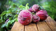 Beetroot Plants - Boltardy from Suttons
