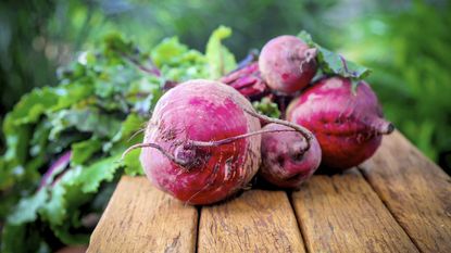 Beetroot Plants - Boltardy from Suttons