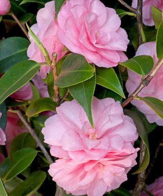 'spring festival' camellia