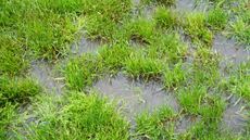 Waterlogged lawn