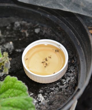 Drowned fungus gnats in a bottle lid filled with water and syrup