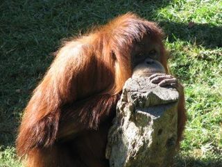 blaze the orangutan zoo atlanta