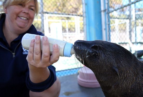 A sea lion pup at Sea World.