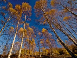Golden coloured trees against a blue sky