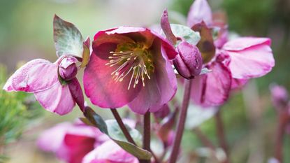 types of hellebores: 'Penny's Pink'