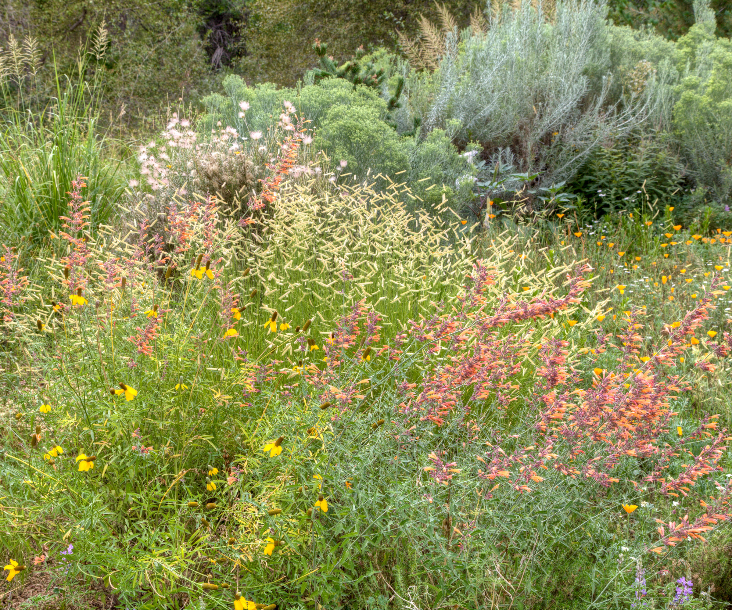 dry garden xeriscape featuring native grasses and plants