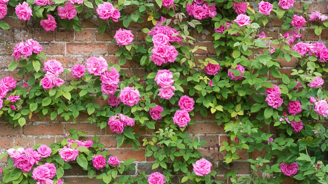 Rosa-Zephirine-Drouhin.-Thornless-Rose-climbing-over-a-wall-at-Waterperry-gardens