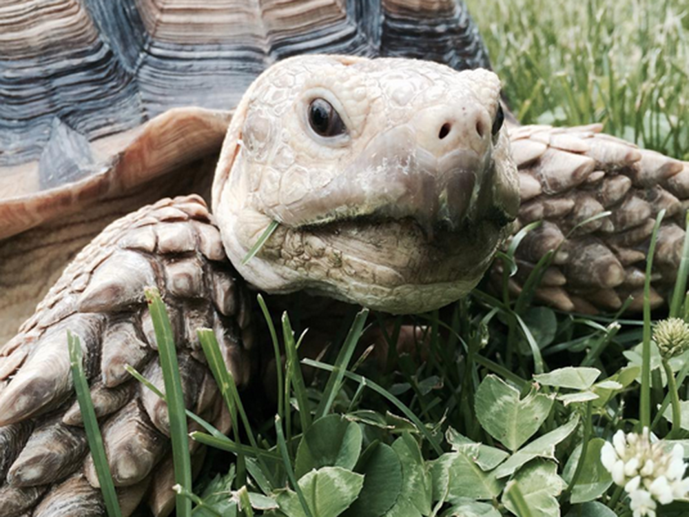 tortoise