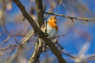 European Robin