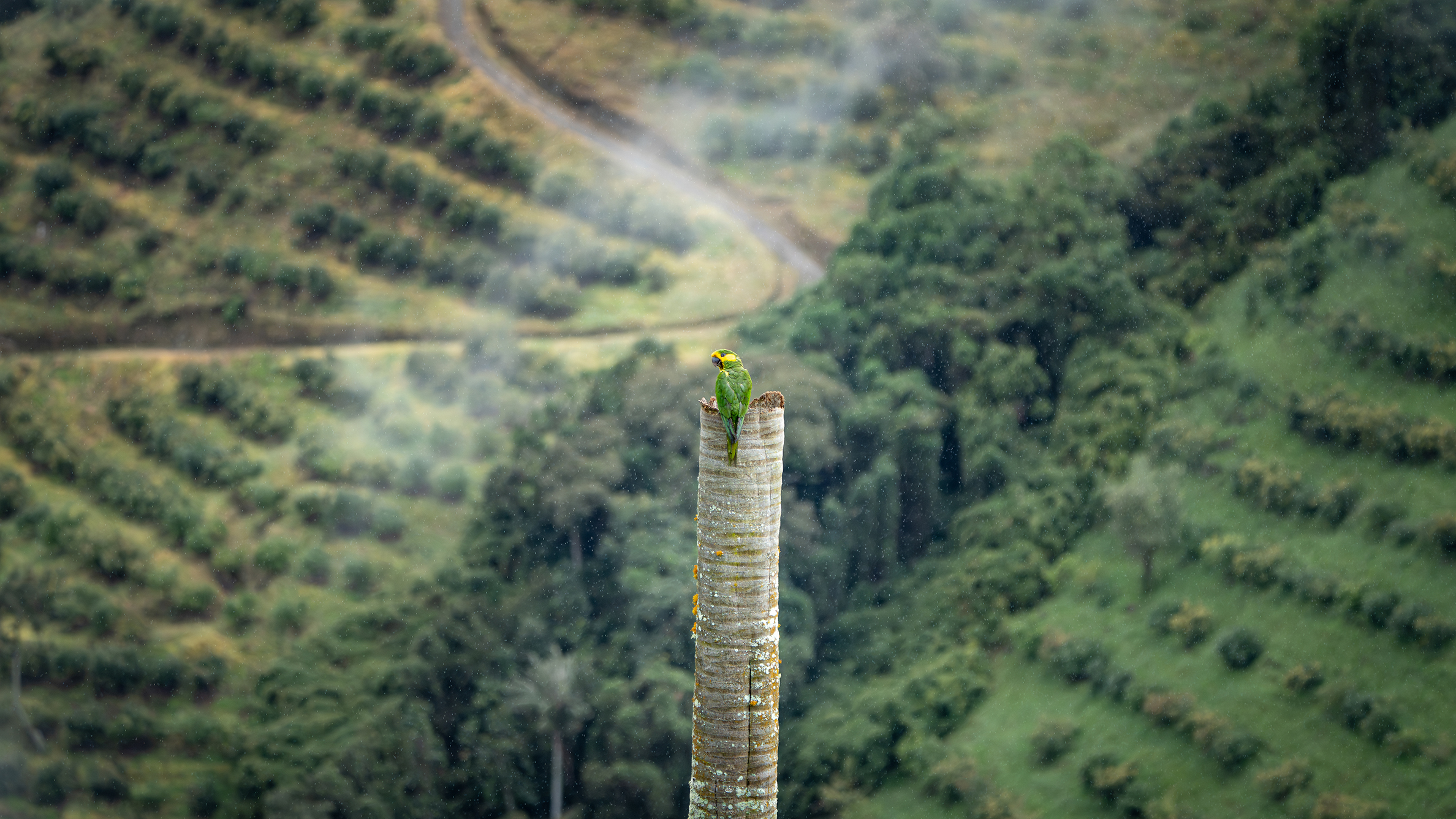 The capture of a Yellow-eared Parrot in Colombia's natural valley in the Ca&ntilde;&oacute;n del R&iacute;o Anaime, Tolima, wins a major award, shining a spotlight on wildlife conservation