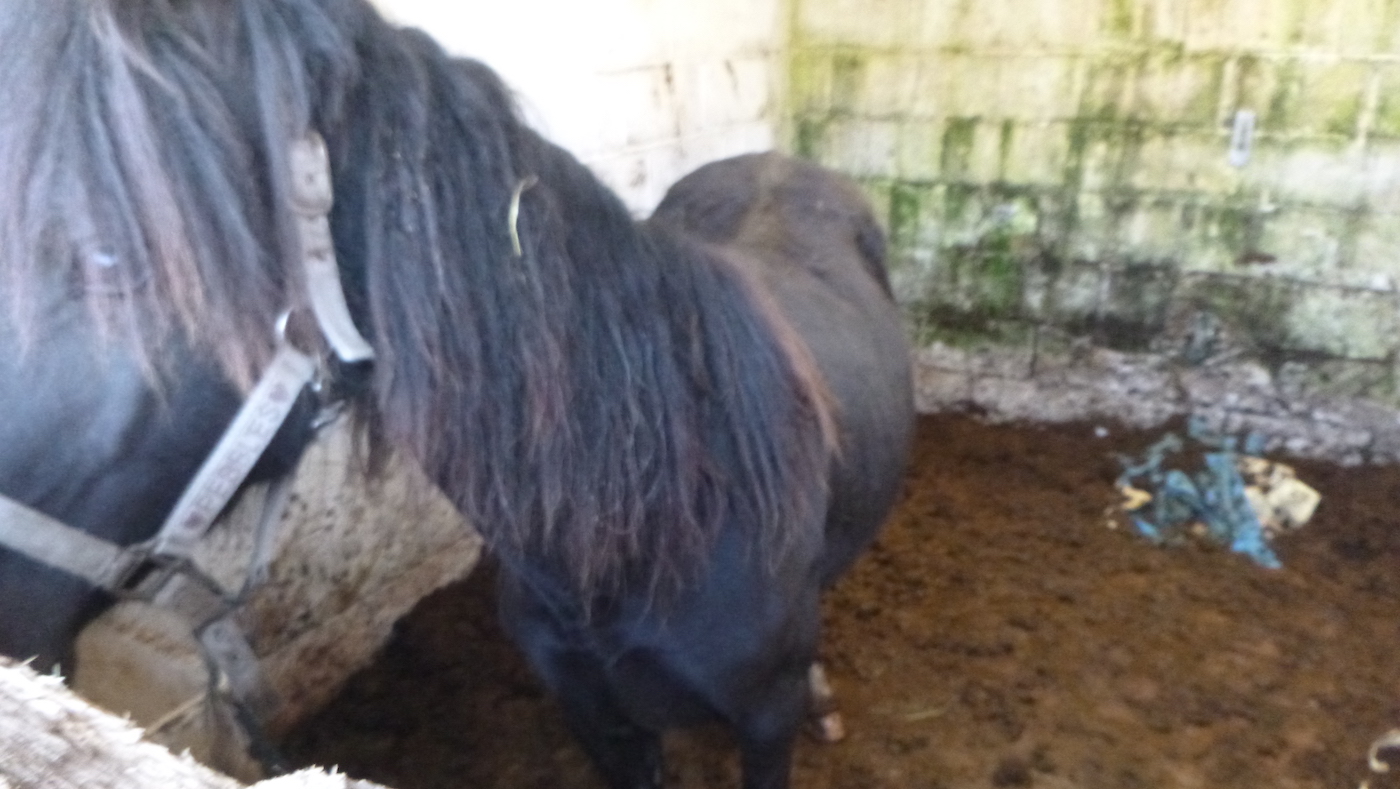 RSPCA-Reid-case.jpg