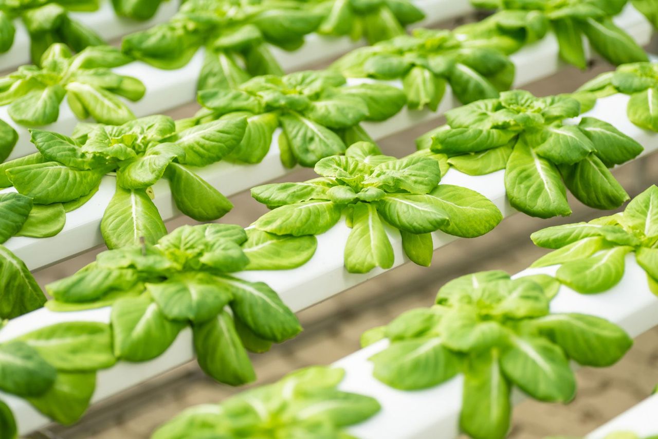 Parsley Growing In A Hydroponic System