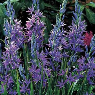 Camassia, Blue Heaven