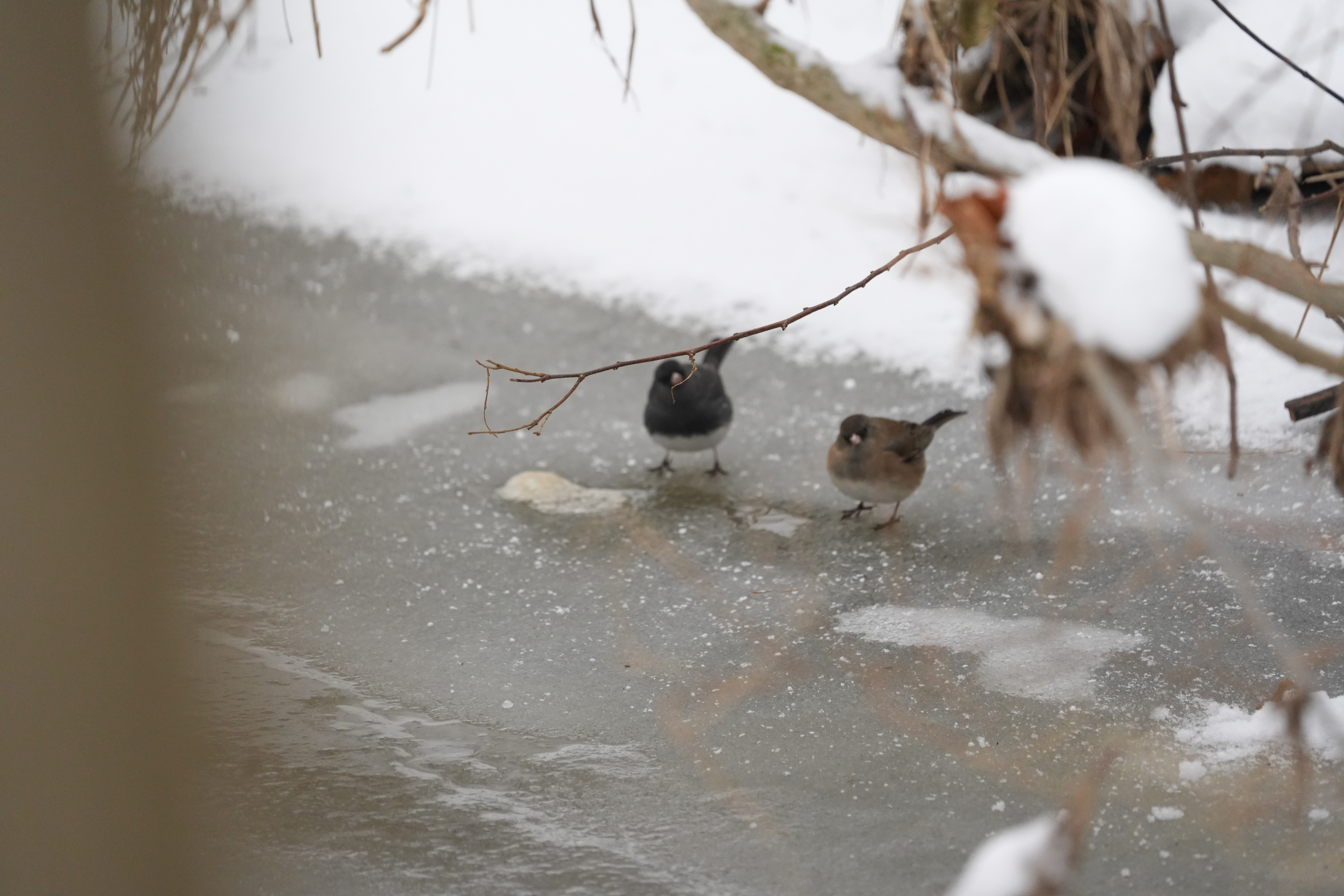 A bird photo taken with the Sony A7 V and FE 200-600mm f/25.6-6.3 G OSS