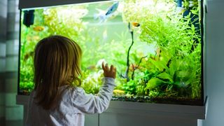 child looking into one of the best fish tanks