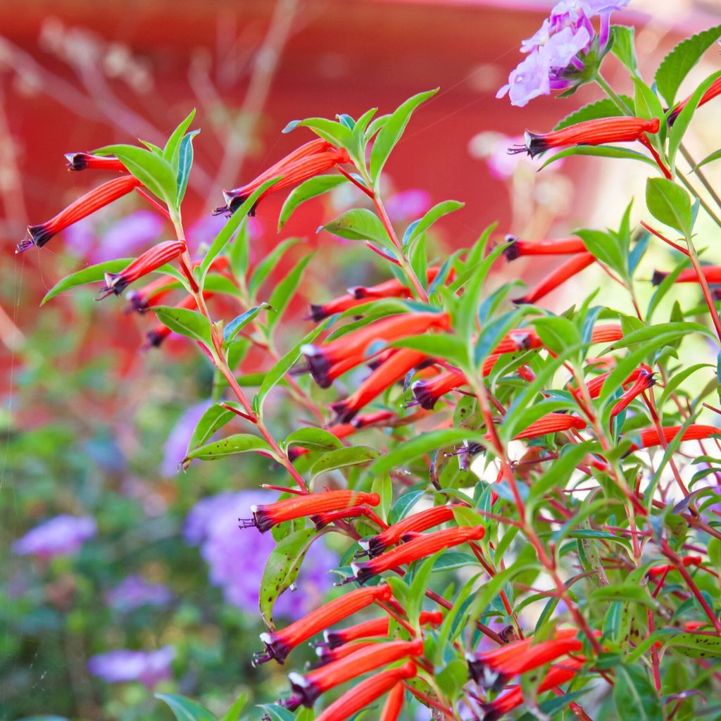 Top 10 Plants That Can Add Fireworks In The Garden | Gardening Know How