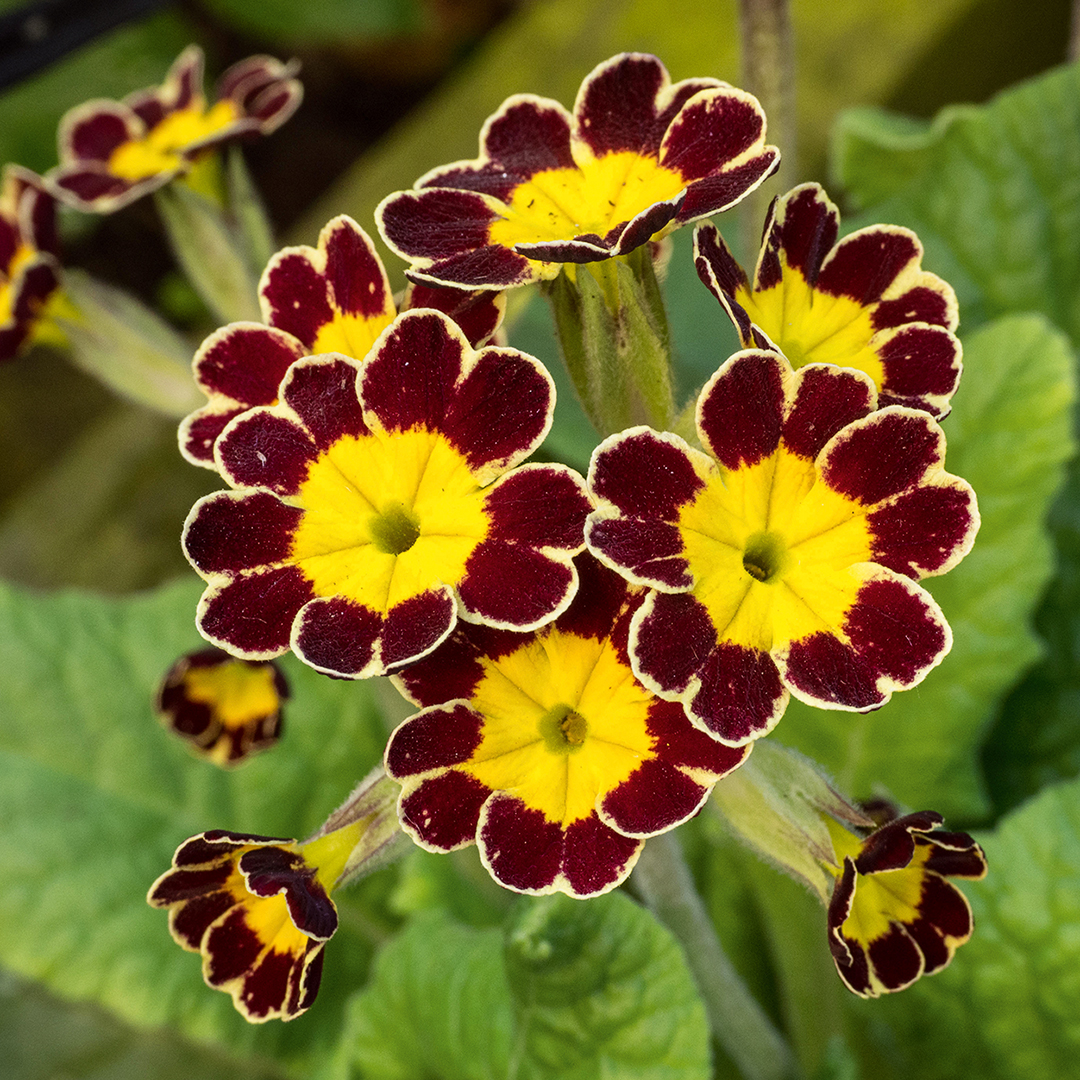 Primula ‘Gold Lace’.