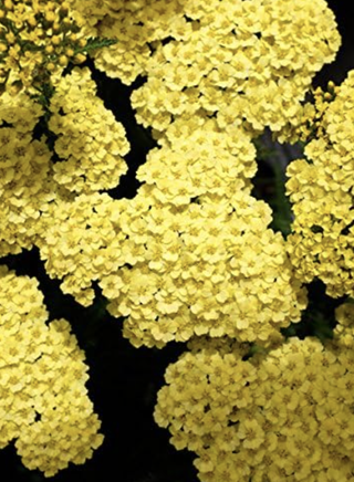flowering yellow yarrow
