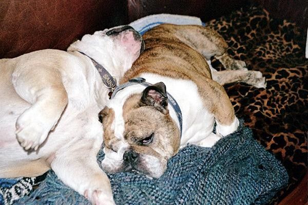 Cody's two dogs after his return home.
