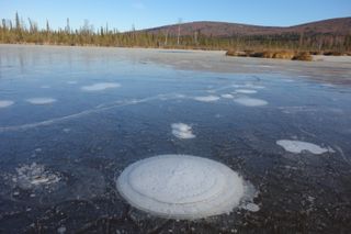 Bubbles of methane mark a lake where permafrost is melting below and quickly releasing greenhouse gases into the atmosphere.