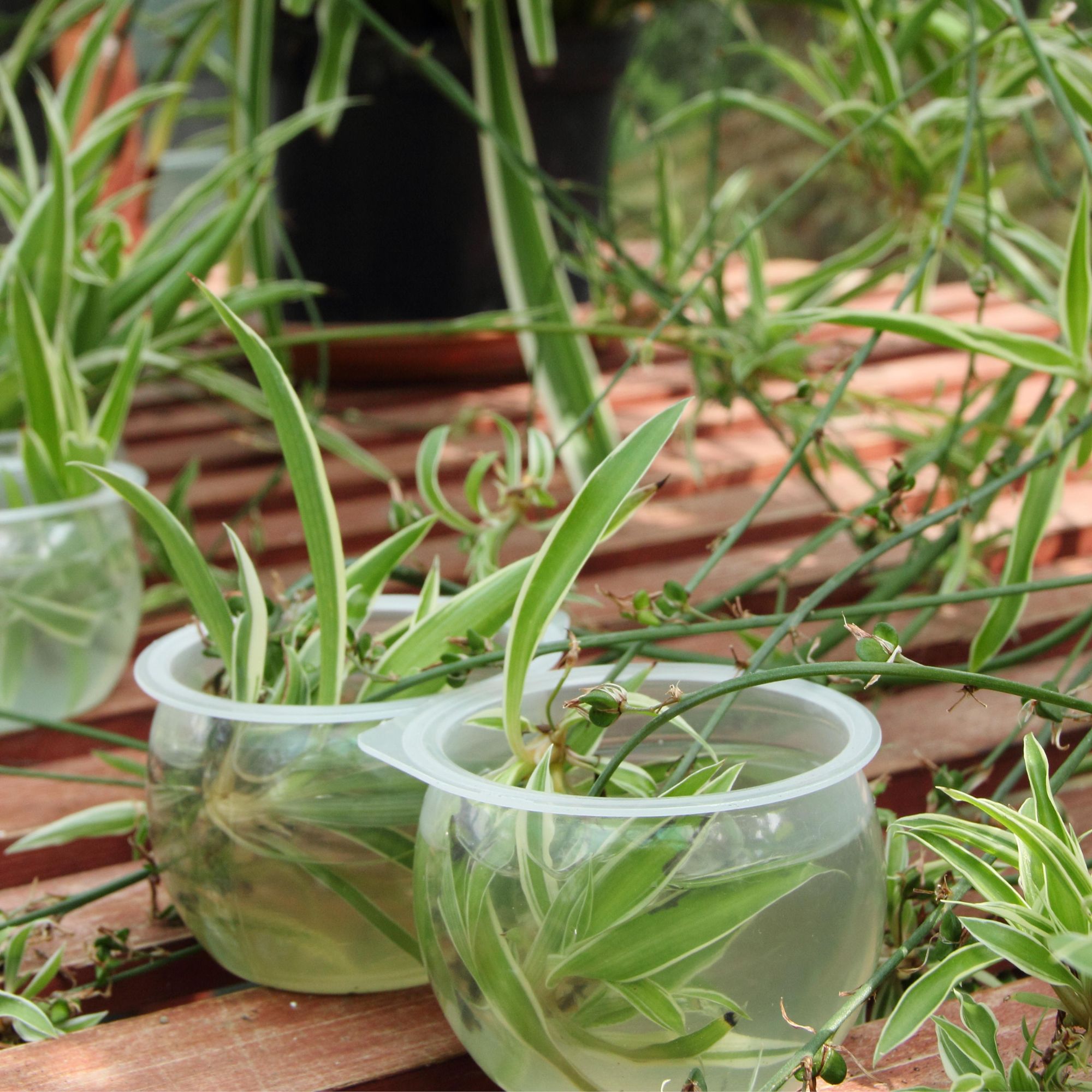 spider plants with babies in pots