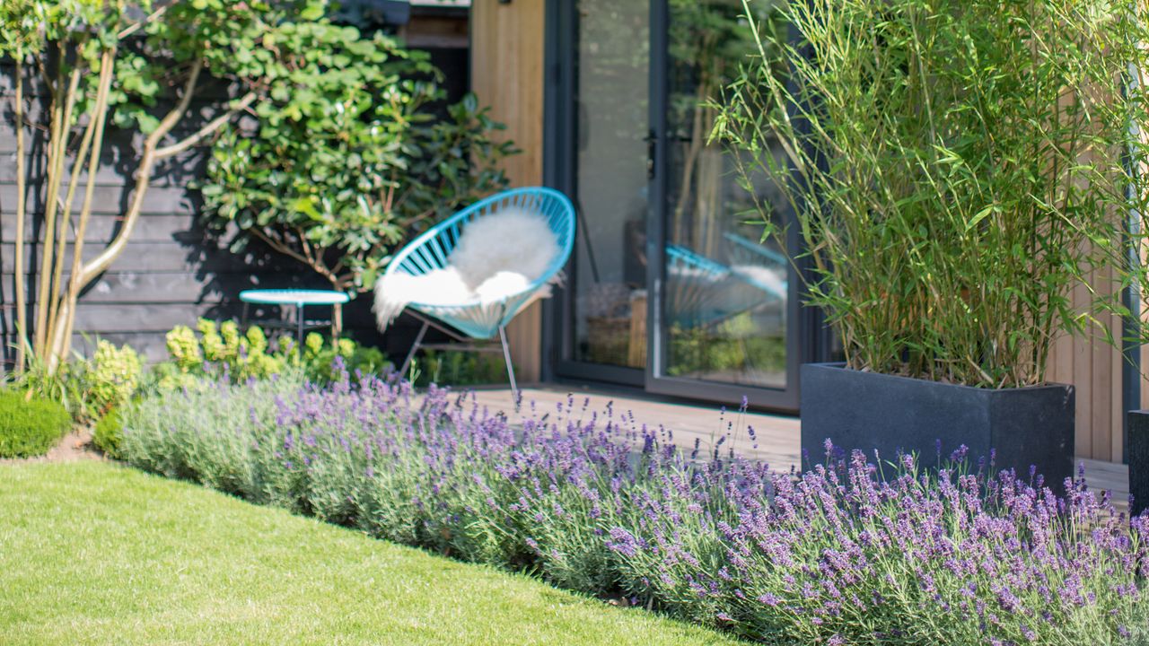 Lawn with lavender border and turquoise chair