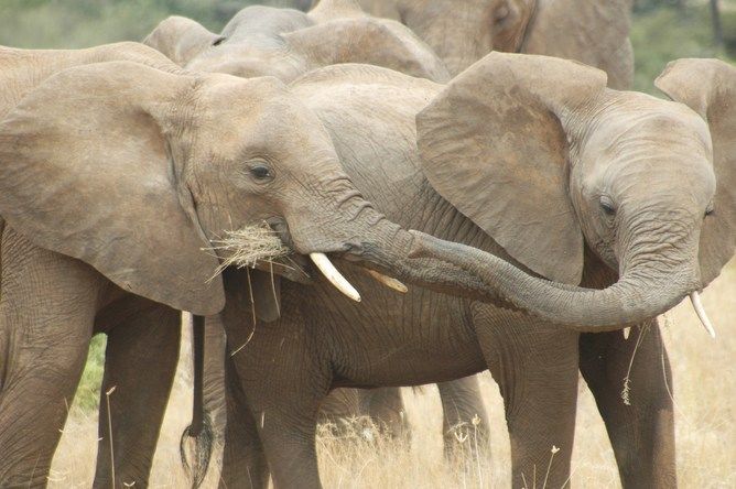 Elephant family eating