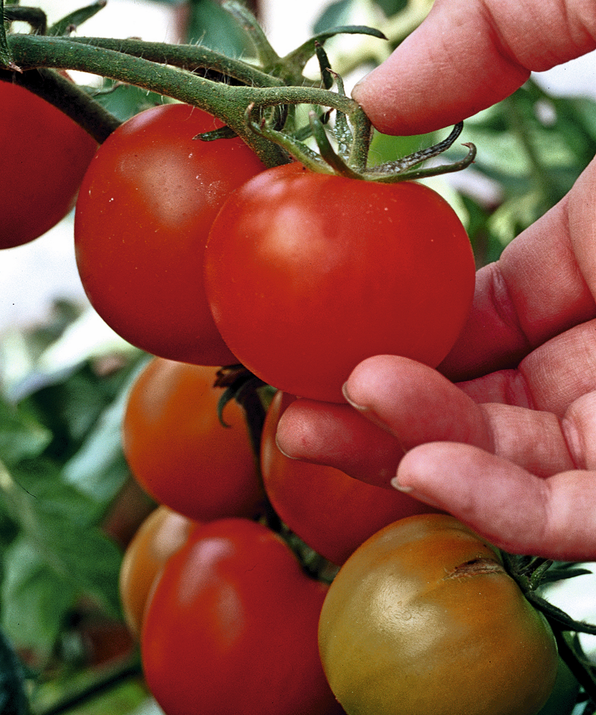 Ripe red tomatoes are being picked off the vine