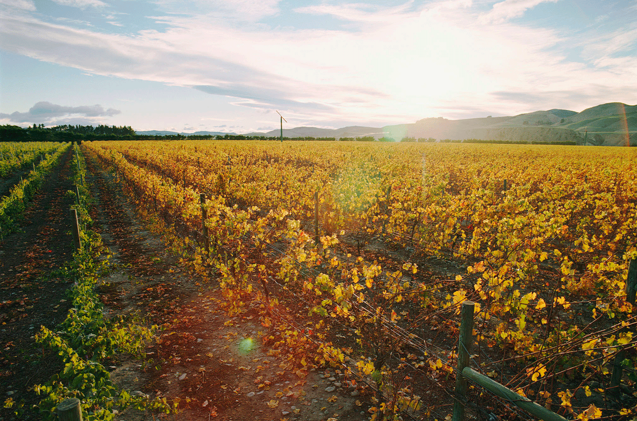 Autumn vineyards, Pegasus Bay, North Canterbury